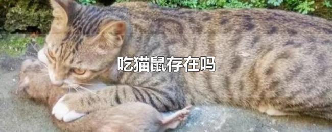 吃猫鼠存在吗 吃猫鼠存在吗