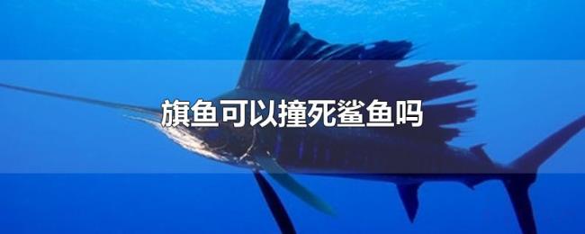 旗鱼可以撞死鲨鱼吗