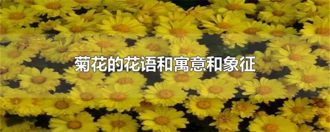 菊花的花语和寓意和象征