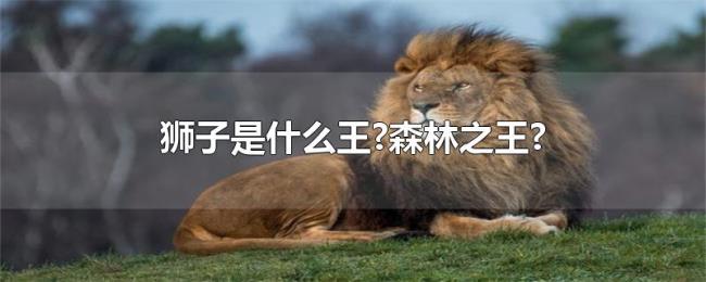 狮子是什么王?森林之王?