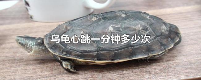 乌龟心跳一分钟多少次
