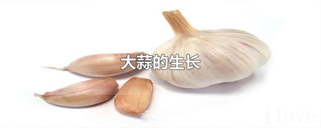 大蒜的生长