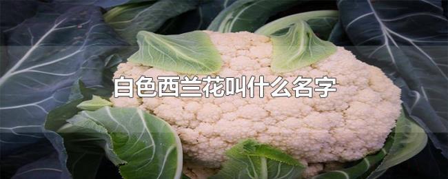 白色西兰花叫什么名字 白色西兰花叫什么名字