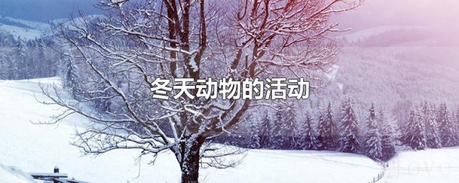 冬天动物的活动 冬天动物的活动