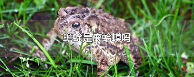 蟾蜍是癞蛤蟆吗