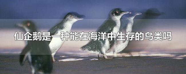 仙企鹅是一种能在海洋中生存的鸟类吗