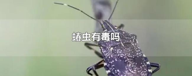 蝽虫有毒吗 蝽虫有毒吗