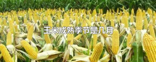 玉米成熟季节是几月