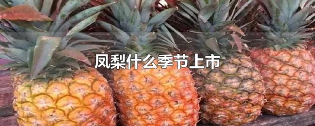 凤梨什么季节上市 凤梨什么季节上市