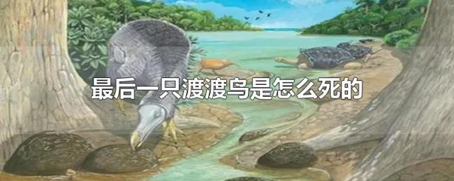 最后一只渡渡鸟是怎么死的 最后一只渡渡鸟是怎么死的