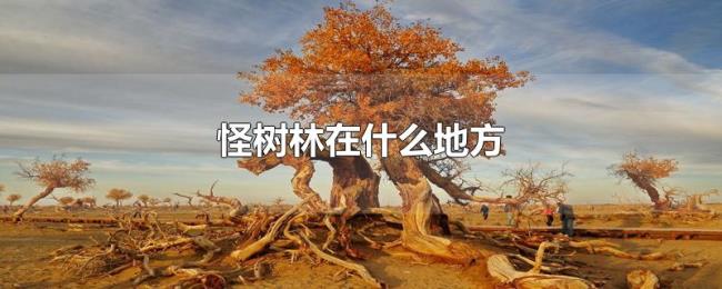怪树林在什么地方 怪树林在什么地方