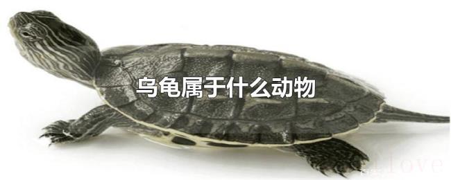 乌龟属于什么动物