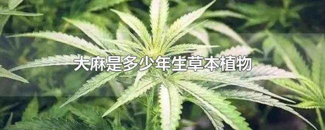 大麻是多少年生草本植物