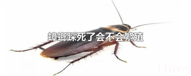 蟑螂踩死了会不会繁殖