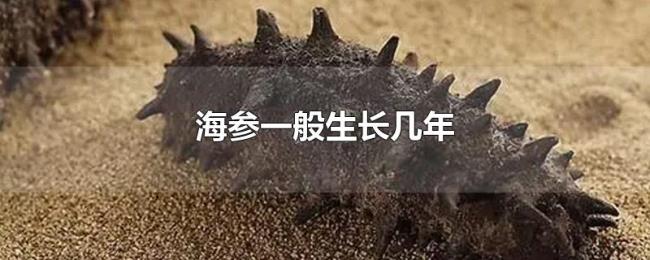 海参一般生长几年 海参一般生长几年