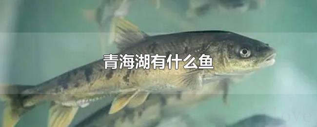 青海湖有什么鱼