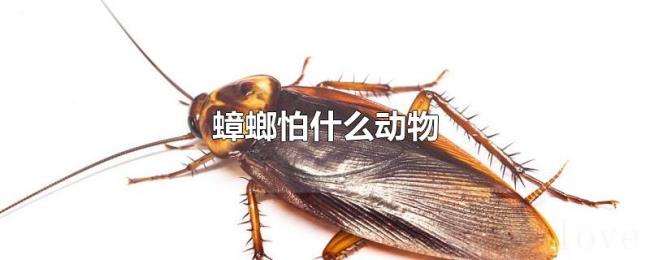 蟑螂怕什么动物