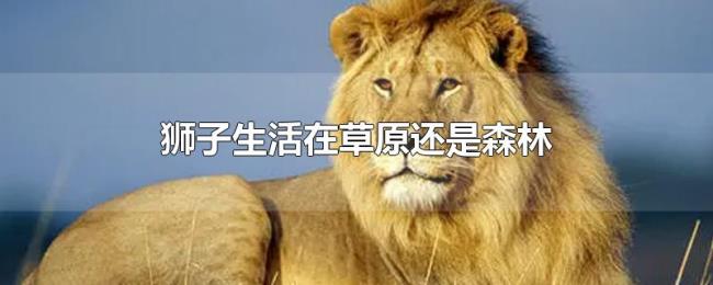 狮子生活在草原还是森林