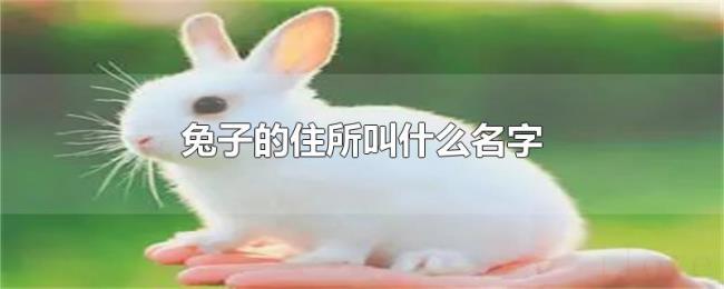 兔子的住所叫什么名字
