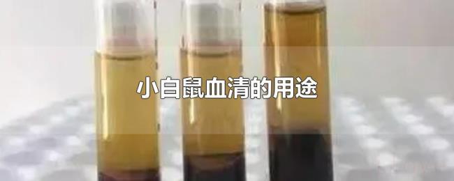 小白鼠血清的用途