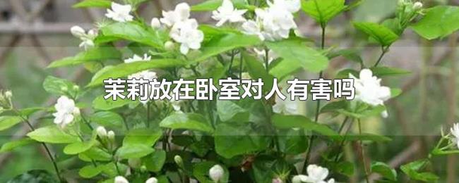 茉莉放在卧室对人有害吗