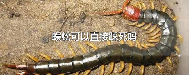 蜈蚣可以直接踩死吗 蜈蚣可以直接踩死吗