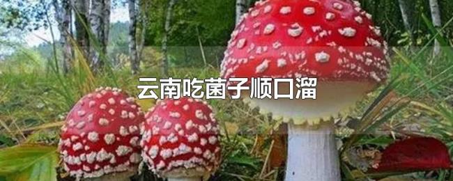 云南吃菌子顺口溜 云南吃菌子顺口溜