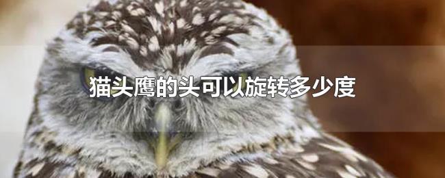 猫头鹰的头可以旋转多少度 猫头鹰的头可以旋转多少度