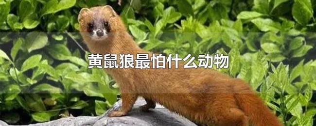 黄鼠狼最怕什么动物