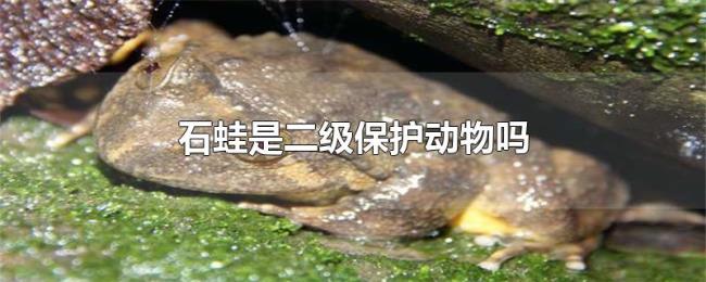 石蛙是二级保护动物吗