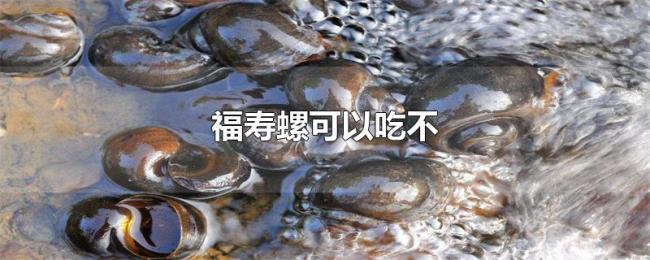 福寿螺可以吃不 福寿螺可以吃不
