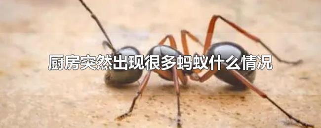 厨房突然出现很多蚂蚁什么情况 厨房突然出现很多蚂蚁什么情况