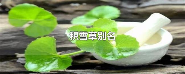 积雪草别名 积雪草别名