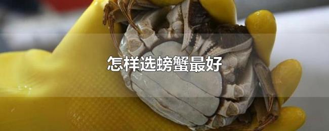 怎样选螃蟹最好 怎样选螃蟹最好