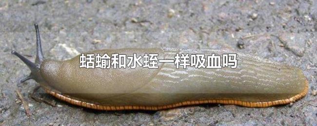 蛞蝓和水蛭一样吸血吗