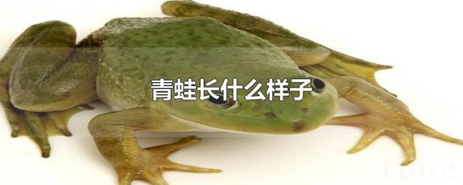 青蛙长什么样子 青蛙长什么样子