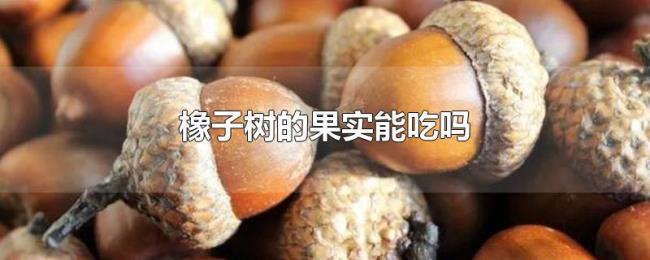 橡子树的果实能吃吗 橡子树的果实能吃吗