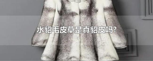 水貂毛皮草是真貂皮吗?