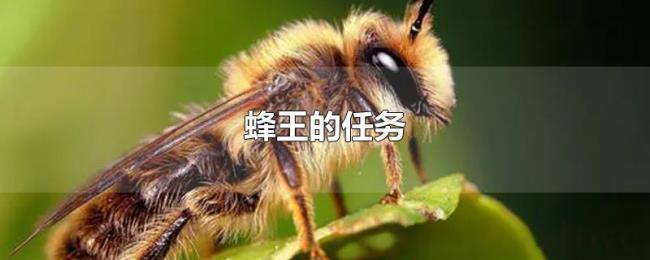 蜂王的任务