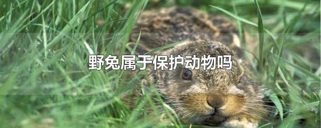 野兔属于保护动物吗