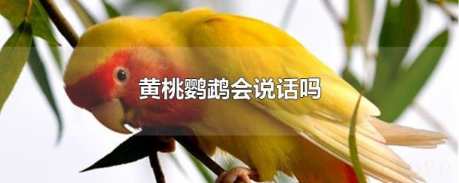 黄桃鹦鹉会说话吗 黄桃鹦鹉会说话吗