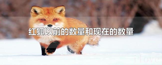 红狐以前的数量和现在的数量