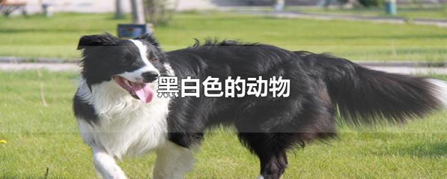 黑白色的动物 黑白色的动物