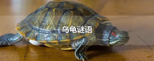 乌龟谜语