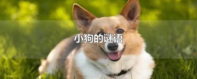 小狗的谜语