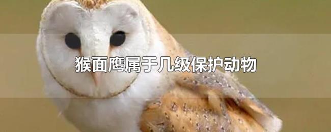 猴面鹰属于几级保护动物