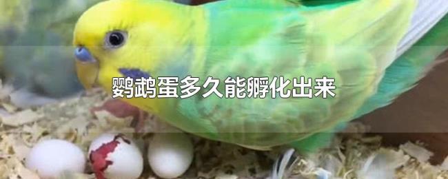 鹦鹉蛋多久能孵化出来 鹦鹉蛋多久能孵化出来
