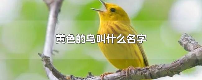 黄色的鸟叫什么名字