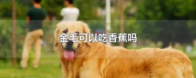 金毛可以吃香蕉吗 金毛可以吃香蕉吗