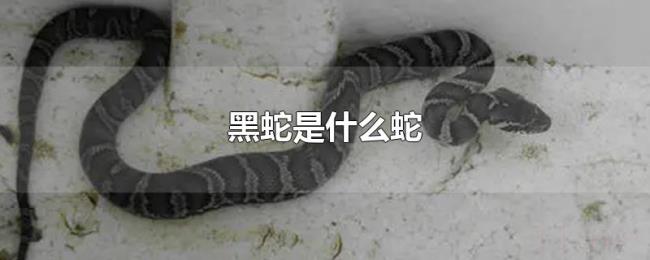 黑蛇是什么蛇 黑蛇是什么蛇